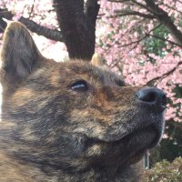 甲斐犬 龍馬(@kaiken_ryouma) 's Twitter Profile Photo