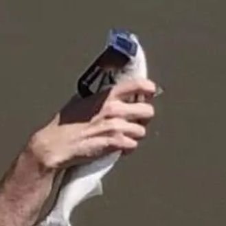 4dimcube's profile picture. Professional circle packer. Does math sometimes.