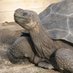 Chelonoidis Niger 🐢 (@tanque_tankoso) Twitter profile photo Chelonoidis Niger 🐢 (@tanque_tankoso) Twitter profile photo