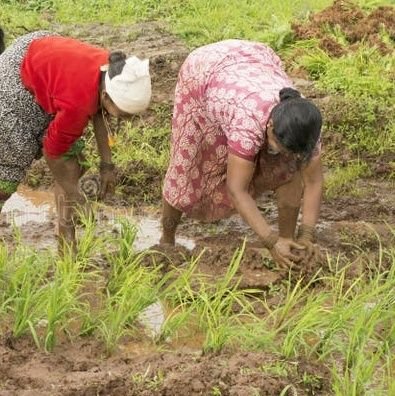 farmer
mahila