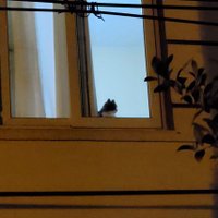 umut+ (@freakcatzilla) Twitter profile photo