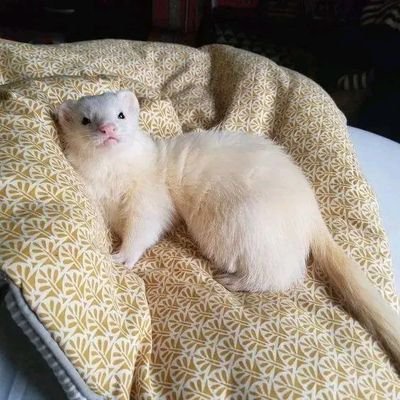 ferret for adoption and rehoming is available