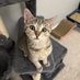 Fluff and Wobbles (@fluffandwobbles) Twitter profile photo Fluff and Wobbles (@fluffandwobbles) Twitter profile photo