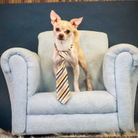 Frankie “TwoTailed is the fattest fat” Chihuahua (@gilly923) 's Twitter Profile Photo Frankie “TwoTailed is the fattest fat” Chihuahua (@gilly923) 's Twitter Profile Photo