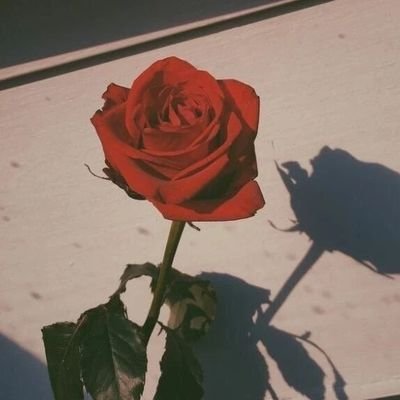 Poten_pos's profile picture. 🔞omnivorous²³male_친칠라 좋아하는 고양이
              free to dm acc🫢/연애하는 중