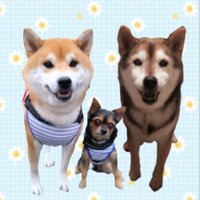 龍ちゃんズとよっちゃんみっちゃん～チワキーと柴犬～(@ryuchan123bro) 's Twitter Profile Photo