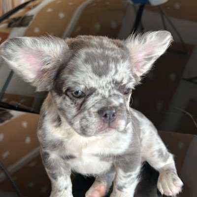 lildeezie's profile picture. 