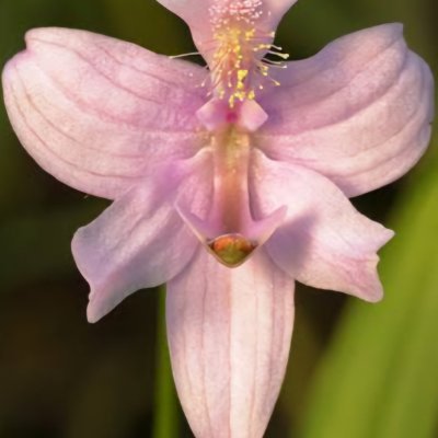 AmadholesLostre's profile picture. 