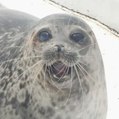 海遊館のワモンアザラシのファン。推しはユキちゃん。I love the ringed seals at Kaiyukan. Instagram→https://t.co/XzCbiL9cNM