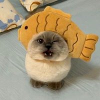 Skai (@skai_dev) 's Twitter Profile Photo