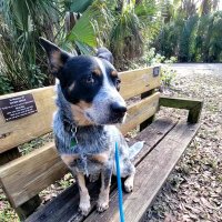 Anthony (@cattledogdad) 's Twitter Profile