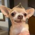 Pics Lomitos (@picslomitos_) Twitter profile photo Pics Lomitos (@picslomitos_) Twitter profile photo
