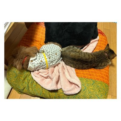 うた🐶🐱さんのプロフィール画像