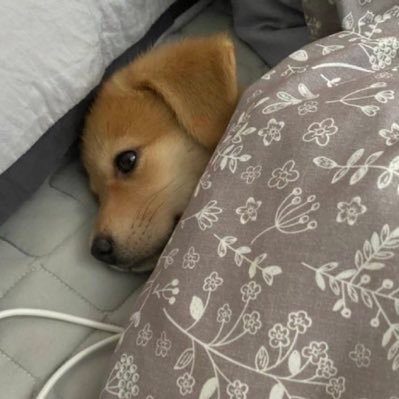 nachWunsch's profile picture. 누워서세계속으로(Trip Advisor)