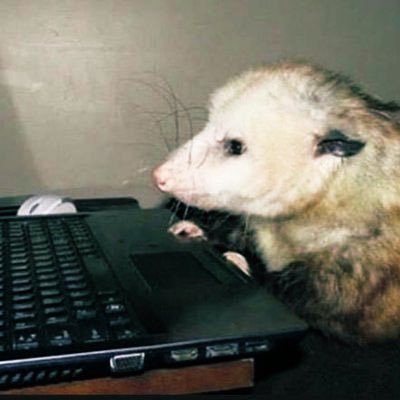 • he/him • king of all opossums • follows & likes ≠ endorsement • discord- psych0p0ssum • minors dni • account suspended joined originally in 2020 •