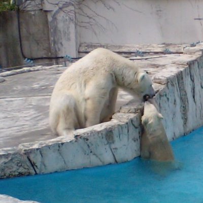 ralikkuma_kuma3's profile picture. 動物園めぐり、動物ウオッチングが好きです
入り口はホッキョクグマ🐻‍❄️
円山のララさん愛❤︎強めです