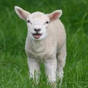 Mary Franson - @FakeMaryFranson - Twitter