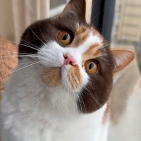 The happiness of cats and dogs (@_katelyn_john) 's Twitter Profile