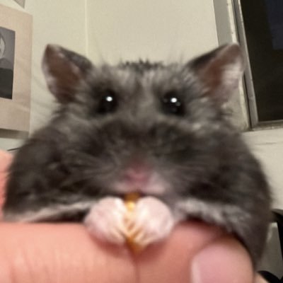 tyler_goooo's profile picture. Issa Vibe