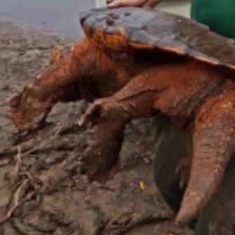 girl_borscht's profile picture. 