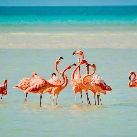 PriantiMex's profile picture. Dios  Familia  y  Patria