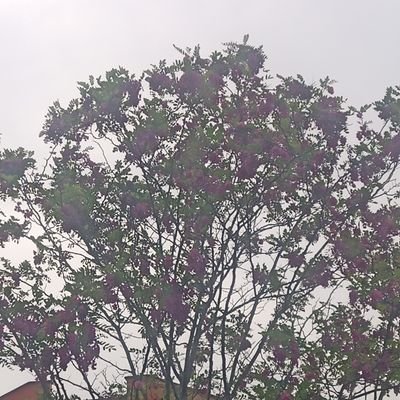 CilogluMuh91445's profile picture. yanlız adam
