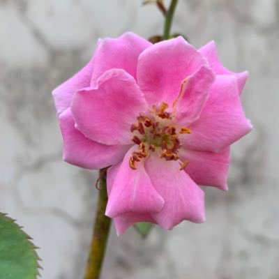 sumitma80601831's profile picture. forex trading is best.  follow me