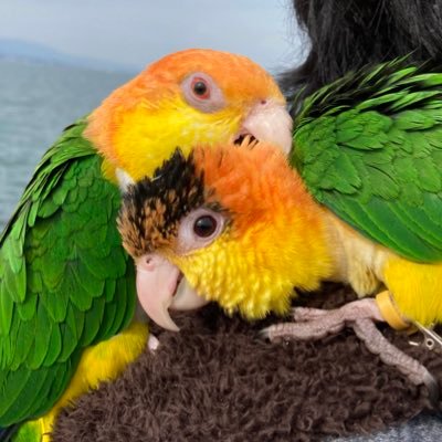 鳥が大好き 2019/06/03生まれのシロハラインコ♀ 2024/1/24生まれのシロハラインコ♂ ただsns苦手