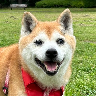 基礎体力少なめ。権力者に騙されない人生を送りたい。犬ネタ中心に。申し訳ありませんがDMには返信していません。柴犬さんの従者。アカウント名はチャゲアスみたいにしてみました。