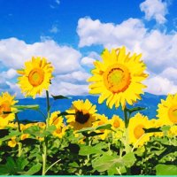 【Sunflowers🌻】 (@sr_sunflowers) 's Twitter Profile Photo 【Sunflowers🌻】 (@sr_sunflowers) 's Twitter Profile Photo
