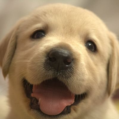 momii643146's profile picture. 