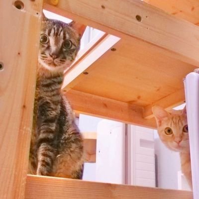 保護猫カフェMiagolareさんより、2024年4月28日、キジトラのたくみくん♂と茶トラのはるみちゃん♀の二匹を引き取りました。恥ずかしがり屋の二匹と人間一人の成長日記です。