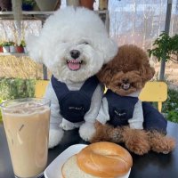 dan (@nadogoyard) Twitter profile photo