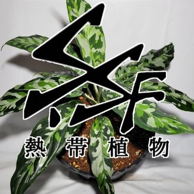 熱帯植物マニア❗
珍しい、蘭、熱帯植物
じめじめ好きの方フォローします❗
ぜひ、フォローお願いいたします❗
気になる植物ありましたらコメントしまふ！
#熱帯植物
#雨林植物
#アクアリウム
#爬虫類
#両生類