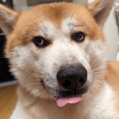 Kani_akitainu Profile Picture