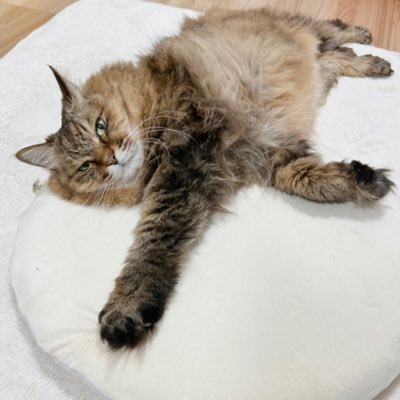 NatuRm0214's profile picture. つぶやき