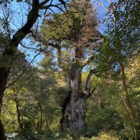 T.Apple (@liu_shi81422) 's Twitter Profile