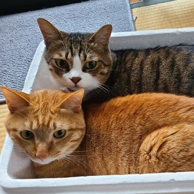 【こてつ　こはる】仲良しにゃんずさんのプロフィール画像