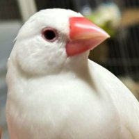 ブンチョー (@bunchobird) 's Twitter Profile Photo ブンチョー (@bunchobird) 's Twitter Profile Photo