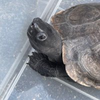 クサガメぴぴ (@kamekichi_pippi) Twitter profile photo