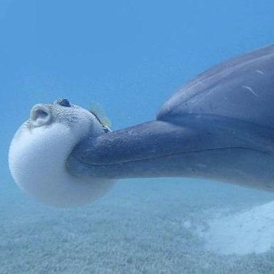 felt_53's profile picture. 趣味は釣りと野球と麻雀です