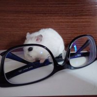 にわとり (@honeniwatori) 's Twitter Profile Photo