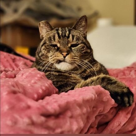 long lost clegane brother, pancake-thieving-robot-cat from the future