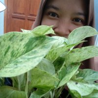 LollycatId (@lollycatid) 's Twitter Profile