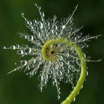 RadnorCat's profile picture. Another world is possible