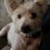Maisie the Rescue Dog (@maisierescue) Twitter profile photo Maisie the Rescue Dog (@maisierescue) Twitter profile photo
