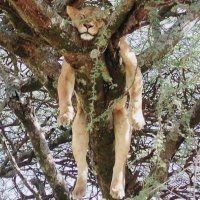 Harsh ЁЯЗоЁЯЗ│ (@harshtuntun) 's Twitter Profile
