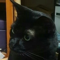 群青🇫🇷🐾Calicoさんのプロフィール画像