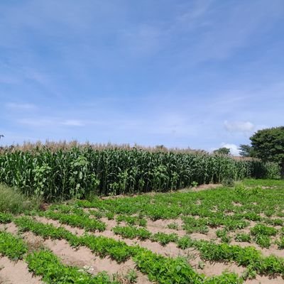 FeruziOsca5317's profile picture. 