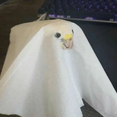 morango_atomico's profile picture. Aqui só tem besteira